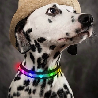 Hundehalsbånd med multifarvet lys